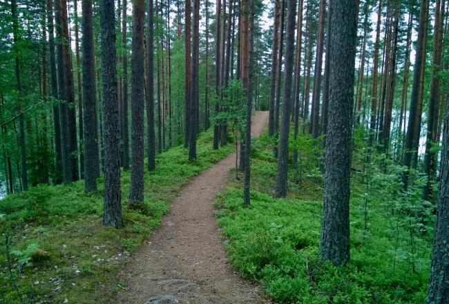 Luontokuva, polku, kevät