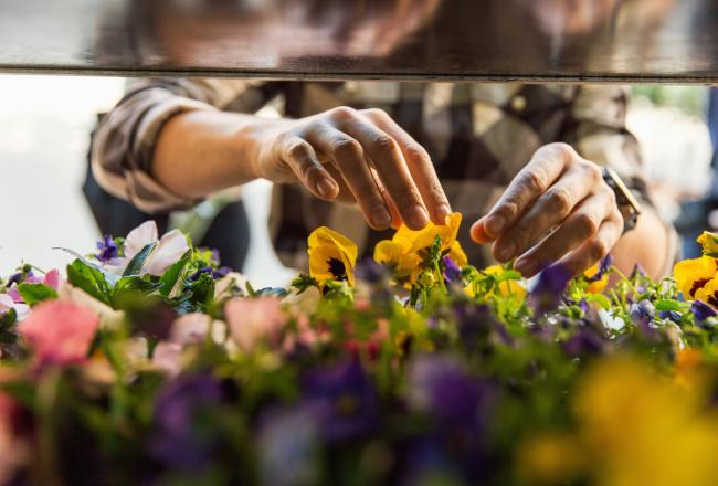 Händer som arrangerar blommor i butiken.