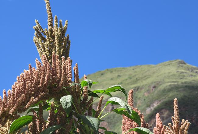 PECOLO