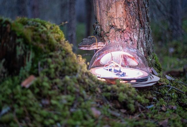 Puun juurella metsässä vihreän sammalen keskellä pyöreä, sensoreilla kääpään yhdistettu tutkimuslaite.