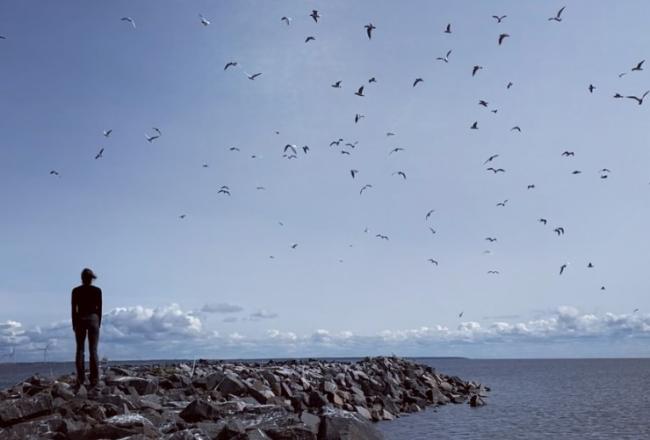 Henkilö seisoo aallonmurtajalla katsoen merelle päin, taivaalla iso lintuparvi