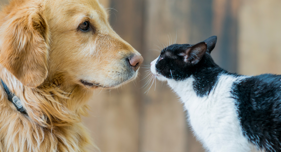 Katt och hund nos mot nos.