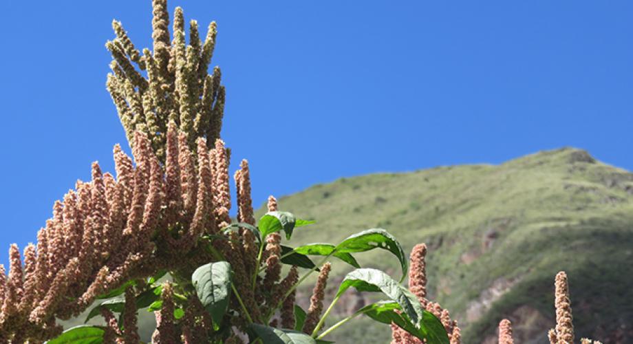 PECOLO
