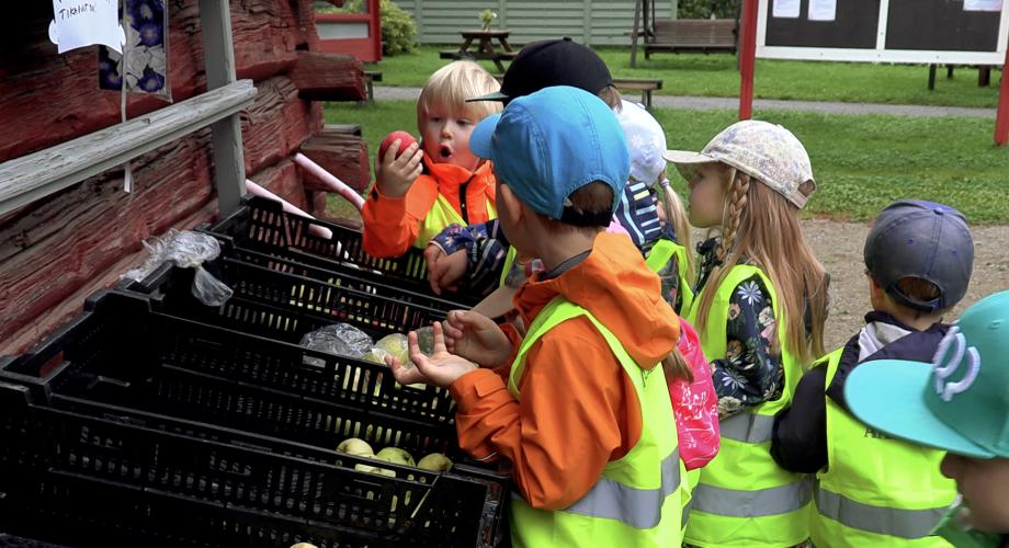Päiväkodin lapset ihmettelevät omenoita pihalla. 