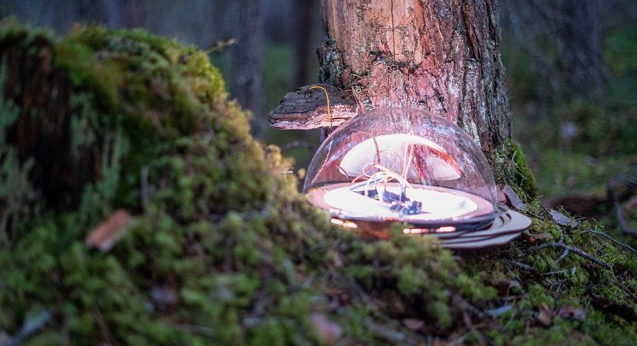 Puun juurella metsässä vihreän sammalen keskellä pyöreä, sensoreilla kääpään yhdistettu tutkimuslaite.
