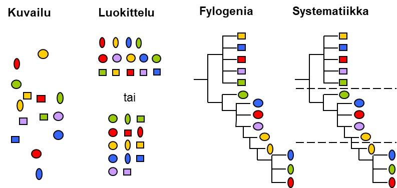 Infograafi, joka esittelee biologian neljä tutkimusalaa: kuvailun, luokittelun, fylogenian ja systematiikan.