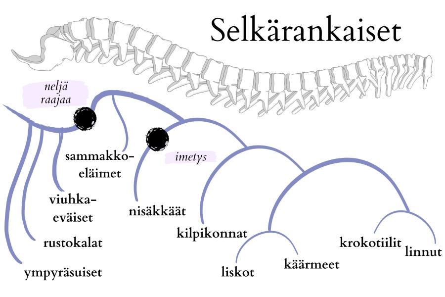 Kuvituskuva selkärankaisista: Ympyräsuiset, rustokalat, viuhkaeväiset, sammakkoeläimet (neljä raajaa), nisäkkäät (neljä raajaa, imetys), kilpikonnat (neljä raajaa), liskot ja käärmeet (molemmilla "neljä raajaa"), krokotiilit ja linnut ( molemmilla neljä raajaa)