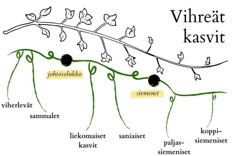 Kuvituskuva vihreiden kasvien sukupuusta. Sukupuusta haaroittuu osia seuraavalla tavalla: Viherlevät, Sammalet, Liekomaiset kasvit (johtosolukko), Saniaiset (johtosolukko), Paljassiemeniset (siemenet) sekä Koppisiemeniset (siemenet)