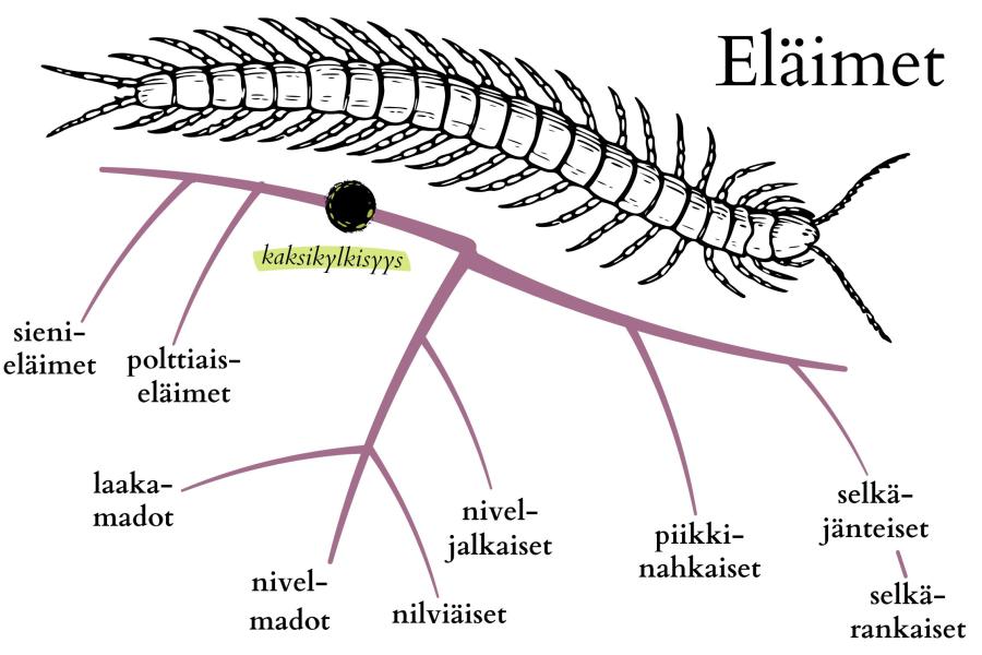 Kuvituskuva eläinten sukupuusta: Sienieläimet, polttiaiseläimet; Kaksikylkisyys: Niveljalkaiset, Laakamadot, Samasta haarasta: Nivelmadot, Nilviäiset, Piikkinahkaiset; omasta haarasta seuraavat: Selkäjänteiset (ja niistä vielä Selkärankaiset)