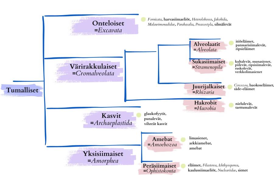 Kuvituskaavio tumallisten sukupuusta