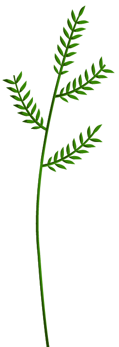 Piirroskuva heinäkasvin korresta