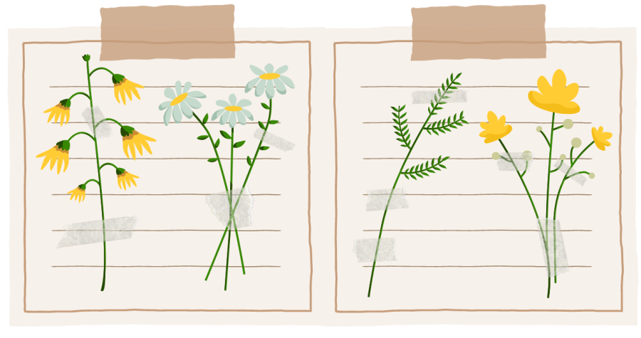 Piirroskuva kasviosta, jossa on neljä kasvia teipattuna paperille.