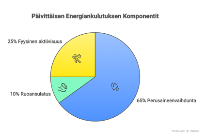 Päivittäisen energiankulutuksen komponentit piirakkakuvio: 25% fyysinen aktiivisuus, 10% ruoansulatus, 65% perusaineenvaihdunta.
