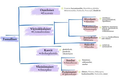 Kuvituskaavio tumallisten sukupuusta